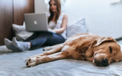 How to take care of pets at home?