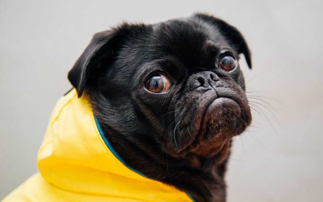 Your donation is hope for animals